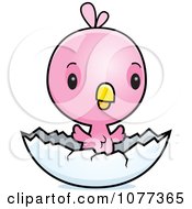 Clipart Cute Baby Pink Chick Hatching Royalty Free Vector Illustration