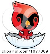 Poster, Art Print Of Cute Red Baby Cardinal Chick Hatching