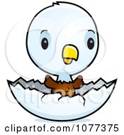 Poster, Art Print Of Cute Baby Bald American Eagle Chick Hatching