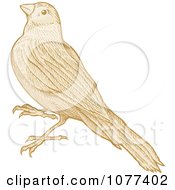 Poster, Art Print Of Sepia Sketched Bird