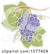 Clipart Purple Grapes And Leaves- Royalty Free Vector Illustration