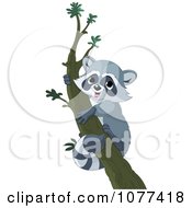 Cute Raccoon Climbing A Tree