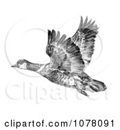 Poster, Art Print Of Aleutian Canada Geese Branta Canadensis Leucognaphalus