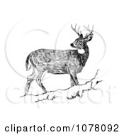Poster, Art Print Of White-Tailed Deer Looking Back