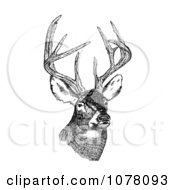 Poster, Art Print Of White-Tailed Deer Odocoileus Virginianus With Antlers