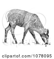 Poster, Art Print Of Grazing White-Tailed Deer