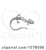 Northern Two Lined Salamander Eurycea Bislineata Royalty Free Clip Art by JVPD #COLLC1078096-0002