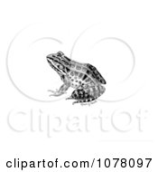 Pickerel Frog Rana Palustris