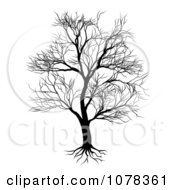 Poster, Art Print Of Silhouetted Mature Bare Tree And Roots