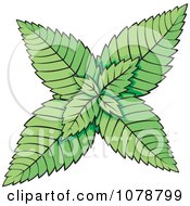 Clipart Mint Plant Royalty Free Vector Illustration by Any Vector