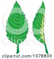 Poster, Art Print Of Two Mint Leaves