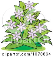 Bush With Purple Flowers