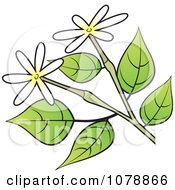 Poster, Art Print Of Branch With Small White And Yellow Flowers