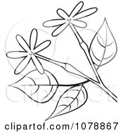 Poster, Art Print Of Black And White Branch With Small Flowers