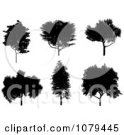 Clipart Black Silhouetted Mature Trees Royalty Free Vector Illustration