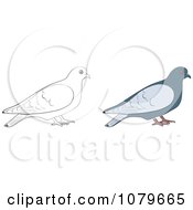 Poster, Art Print Of Colored And Outlined Doves