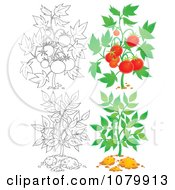 Poster, Art Print Of Tomato And Leafy Plants In Color And Outline