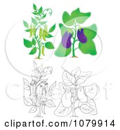 Poster, Art Print Of Eggplant And Pea Plants In Color And Outline