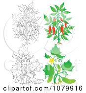 Chili Pepper And Cucumber Plants In Color And Outline