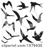 Poster, Art Print Of Silhouetted Black Flying Birds