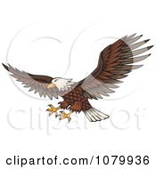 Poster, Art Print Of Flying Bald Eagle With Extended Talons