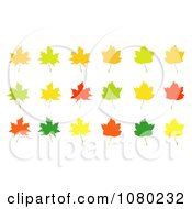 Poster, Art Print Of Orange Green Red And Yellow Autumn Maple Leaves