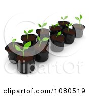 Poster, Art Print Of 3d Seedling Plants In Pods