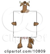 Poster, Art Print Of Brown Cow Holding And Standing Behind A Blank Sign