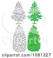 Poster, Art Print Of Set Of Outlind And Colored Evergreen Trees
