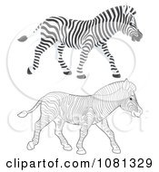Poster, Art Print Of Colored And Outlined Zebras Walking