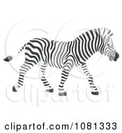 Poster, Art Print Of Profiled Zebra Walking