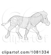 Poster, Art Print Of Outlined Zebra Walking