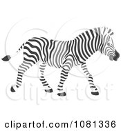 Poster, Art Print Of Walking Zebra