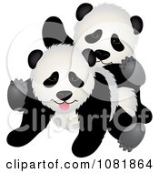 Poster, Art Print Of Two Playful Pandas