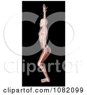 Poster, Art Print Of 3d Anatomy Stretching Female Yoga Woman
