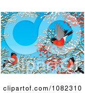 Poster, Art Print Of Robins Gathering Berries In Winter Branches