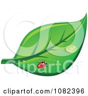 Poster, Art Print Of Ladybug On A Leaf With A Dew Drop
