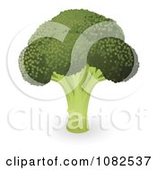 Clipart Head Of Organic Broccoli Royalty Free Vector Illustration