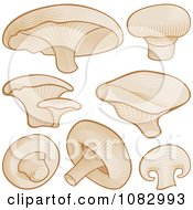 Woodcut Styled Mushrooms
