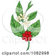 Coffee Plant With Berries And Flowers