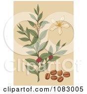 Poster, Art Print Of Coffee Plant With Beans Berries And Flowers