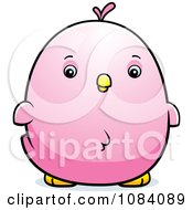 Poster, Art Print Of Chubby Pink Parakeet Chick