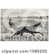 Poster, Art Print Of Man Racing The Famous Roan Horse Captain Mcgowan In His 20th Mile