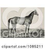 Strong Horse Standing And Facing To The Right Royalty Free Stock Illustration
