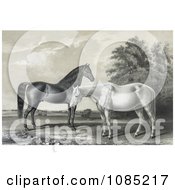 Poster, Art Print Of Two Beautiful Horses Black Hawk And Lady Suffolk Standing Together