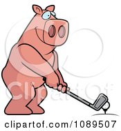 Poster, Art Print Of Golfing Pig Holding The Club Against The Ball On The Tee