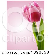 Poster, Art Print Of 3d Spring Tulip Flower Over Pink