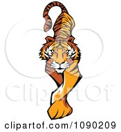 Clipart Prowling Tiger Mascot Walking Forward Royalty Free Vector Illustration