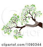 Tree Branch With Green Spring Leaves