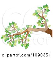 Tree Branch With Green Spring Foliage